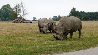 Knuthenborg Safaripark  Day 2 [upl. by Ailemac57]