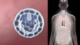 Cell Differentiation [upl. by Dyche104]