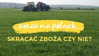 Susza na polach – skracać zboża czy nie [upl. by Anirhtak]