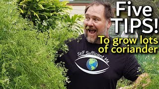 5 Tips How to Grow a Ton of Coriander or Cilantro in ContainerGarden Bed [upl. by Dnar844]