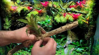 How I Mount Bromeliads to Wood for my Vivariums  Vriesea Fenestralis [upl. by Ainirtak]