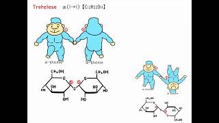 Glycosidic bondalpha glucose and beta glucose【EASY】 [upl. by Garris]