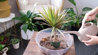 Dracaena Marginata Dragon Tree Care And Growing Guide  Plant Mom Care [upl. by Teevens372]