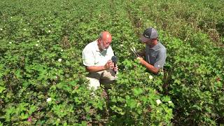 Part 2 Treating Verticillium Wilt in Cotton [upl. by Fairweather]