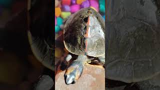 Turtle 🐢 ne ajj apna pura gradn dikal ye bhut shubh hota hai turtle petsvloganimalsinmyhousemeetm [upl. by Aehcim]