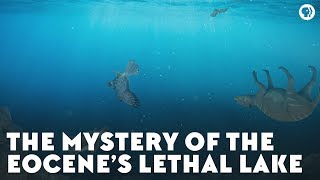 The Mystery of the Eocene’s Lethal Lake [upl. by Ikir880]