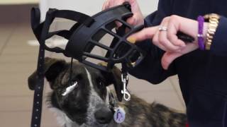 How to Acclimate Your Dog to a Muzzle [upl. by Katherine]