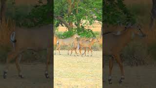 Nilgai Kesi Hoti Hai nilgai nilgaijumping animals junglelife jungleinside nilgaijumping [upl. by Watters]