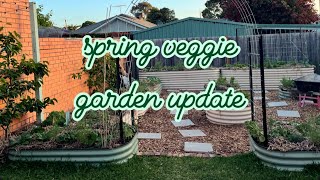 Spring veggie garden update  Melbourne [upl. by Akemor]