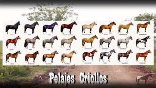 Pelajes Colores De Los Caballos Criollos 🐴Del Cerro Soy [upl. by Winne632]