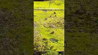 A valley full of Kangaroo’s on Great Ocean Road kangroo animalsgreaoceanroadAustralia Melbourne [upl. by Penthea623]