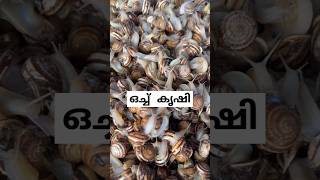 ഒച്ചിനെ കഴിക്കുന്ന യൂറോപ്യൻസ് snail farming malayalam facts [upl. by Ahseinod]