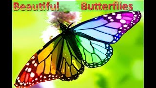 10 Beautiful Butterflies And Usual Butterflies  Video [upl. by Donela398]