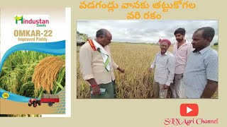 Omkar22 Research paddy Variety [upl. by Venu]