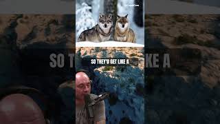 Wolf encounter in Yellowstone and the super wolf pack in Russia joerogan shorts [upl. by Farlie252]