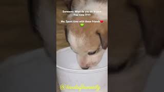 Cute puppy milk drinking  dogs feeding  street dog cute video  helping animals hands of humanity [upl. by Arst]