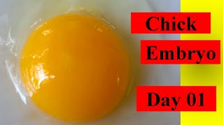 Chick Embryo Development Day 01  Tissue Development  Chicken Eggs  Episode 20  2022 [upl. by Martica]