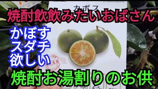 155🤩やがて焼酎のお湯割りの季節。柑橘ほしいな。カボスかスダチなんかいいね。【まんぐりチャンネル】2024年 [upl. by Mairem]