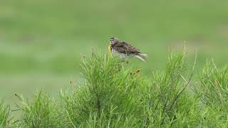 The Beautiful Song of Western Meadowlark [upl. by Cartie]