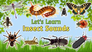 Insect Animal Sounds  Learn Insects for Kids 2023 Spider Cricket Katydid  Wildlife Whispers [upl. by Arraet829]