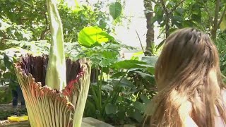 Como Park Zoo amp Conservatorys Corpse Flower is in bloom [upl. by Mala724]