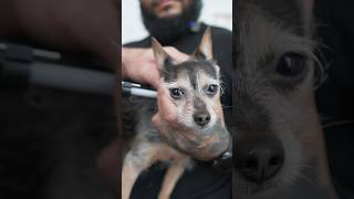 quotCOCOAquot the Chihuahua Yorkie Back for Chiropractic Tune Up After Injury [upl. by Ileak]