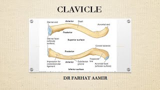 Clavicle [upl. by Heinrick]