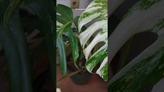 Variegated Monstera Albo monstera monsteraplant variegated plantcare flowers garden green [upl. by Mafalda]