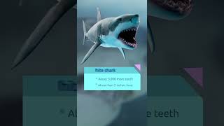 Do You Know How Many Teeth a Shark Has 🦈 [upl. by Oren]