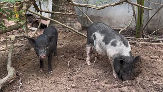 Free Range Pig Farming  Raise pigs naturally  Organic Pork Farm [upl. by Lowson307]