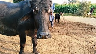 watch pure neeli Ravi buffalo for sale in Punjab Pakistan 28102024on YouTube [upl. by Radborne]