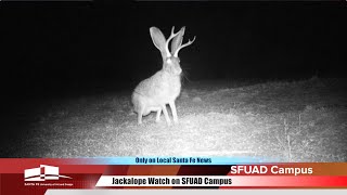 Jackalope Watch on SFUAD Campus [upl. by Sirtaeb]