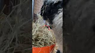 THE MESSY EATER 😆😝 funnyanimalvideos animalshorts cute sheep adorable funnyshorts [upl. by Atilamrac600]