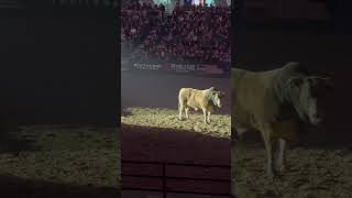 Can’t wait for rodeo bull bullrider rodeo wild dirt pbr [upl. by Boylston671]