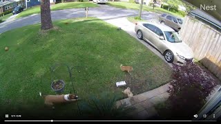 Video shows chaotic moments when dog attacks 2 smaller dogs in Murray Hill [upl. by Ibbie]