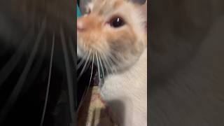 Plutito and his bee asmr catasmr [upl. by Singer]