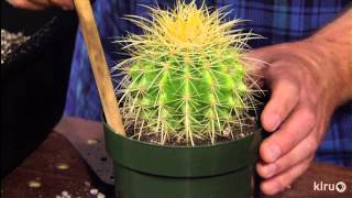 How to repot cacti amp succulentsJeff PavlatCentral Texas Gardener [upl. by Rysler]