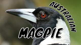 Australian Magpie Gymnorhina tibicen [upl. by Lleznod]