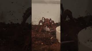 Goliath Birdeater Theraphosa blondi  eating a hopper mouse WARNING Graphic Content [upl. by Ellehcen]