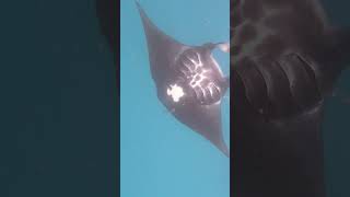 Fiji snorkeling with Manta rays mantaray fiji snorkeling reef mantarayisland summer coral [upl. by Lednahs]