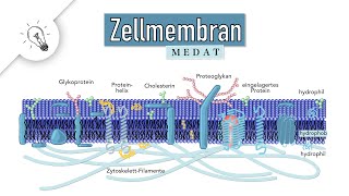 Zellmembran  Biomembran  Aufbau amp Funktion  MedAT  Biologie [upl. by Acirne]