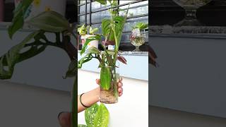 Lets talk propagation 🌿plantpropagation planttips plants rain garden [upl. by Esir]