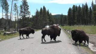 Bison Fight  Yellowstone [upl. by Novj397]