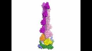 Mechanism and Function of Formins in the Control of Actin Assembly Supplemental Video [upl. by Wsan]