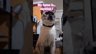 ASMR  Ronronner avec Joystick asmr chat cat kitten [upl. by Ethbun]