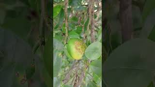 Citrus canker disease of lemon [upl. by Mathe]