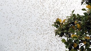 HUGE Africanized KILLER BEES Swarm In Los Angeles California [upl. by Oirad]