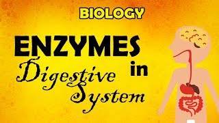 BIOLOGY Enzymes Involved in Digestive System [upl. by Kosel]