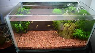 CUIDADO DE ALEVINES  ALIMENTACION Y CONSEJOS PARA CRIAS DE PECES GUPPY PLATY MOLLY Y BETTA [upl. by Berneta342]