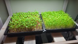 HOW TO GROW MICROGREENS at HOME SIMPLE EASY and DELICIOUS [upl. by Yot]